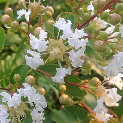 WHITE CRAPE MYRTLE Lagerstroemia  (Natchez)