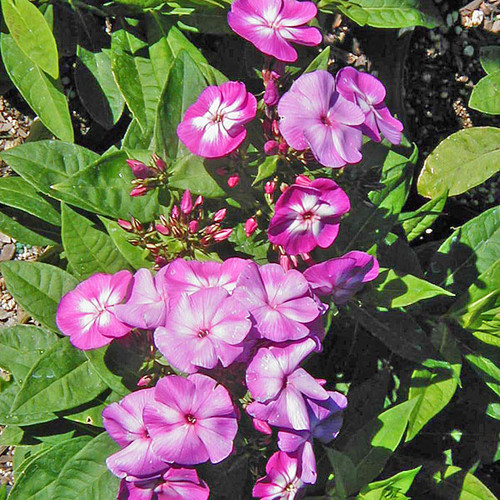 SUMMER PHLOX Phlox paniculata (Laura)