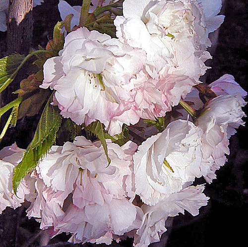 JAPANESE FLOWERING CHERRY Prunus  (Shogetsu)