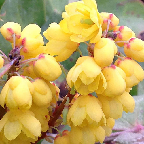 LONGLEAF OREGON GRAPE Mahonia nervosa