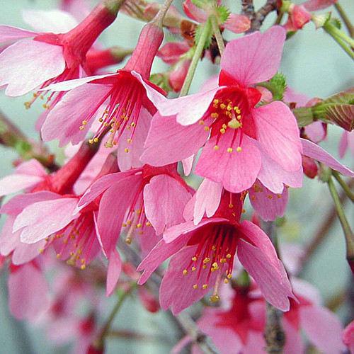 OKAME FLOWERING CHERRY Prunus  (Okame)