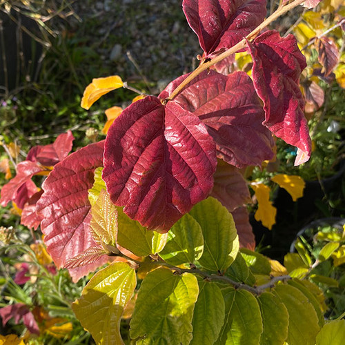 PERSIAN WITCH HAZEL Parrotia persica