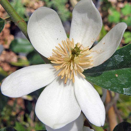 BANANA SHRUB Magnolia dianica/yunnanen. (Michelia y.)
