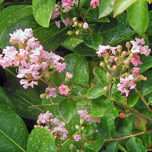 PINK CRAPE MYRTLE Lagerstroemia  (Sioux)