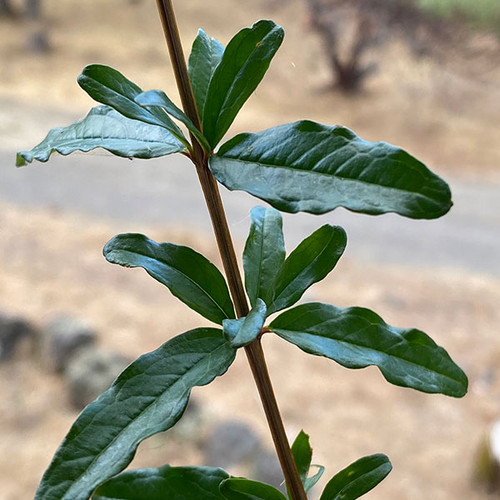 POMEGRANATE