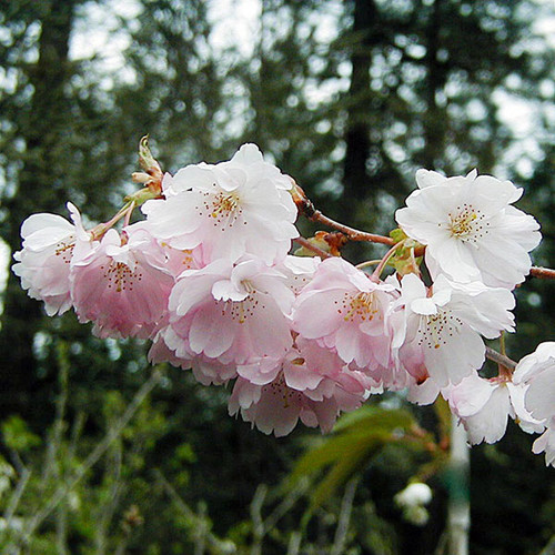 FLOWERING CHERRY Prunus subhirtella (Accolade)