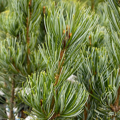 JAPANESE WHITE PINE Pinus parviflora (Venus)