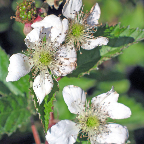 THORNLESS BLACKBERRY Rubus argutus (Navajo)