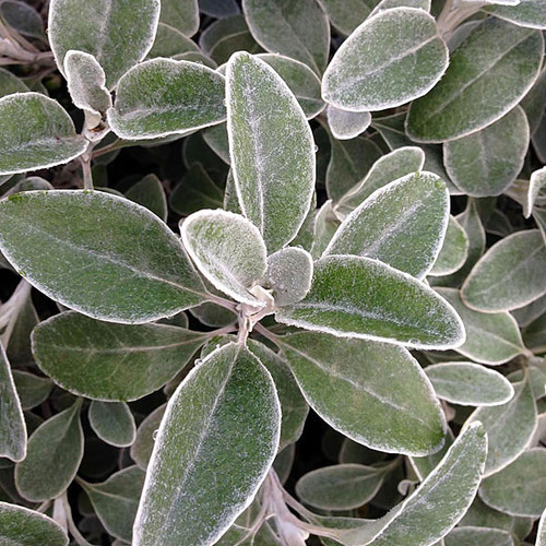 GROUNDSEL Senecio greyi