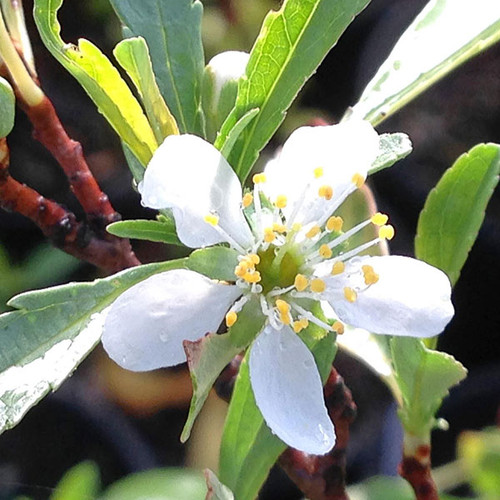 WESTERN SAND CHERRY (Prunus besseyi)