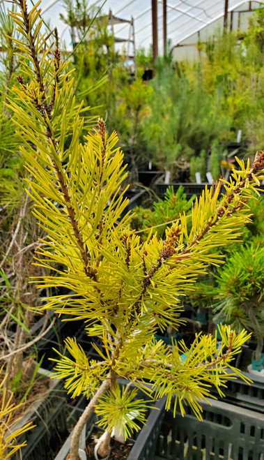 DWARF GOLDEN SCOT'S PINE Pinus sylvestris (Nisbets Gold)