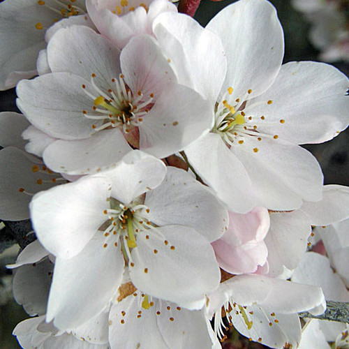FLOWERING CHERRY Prunus yedoensis (Akebono)