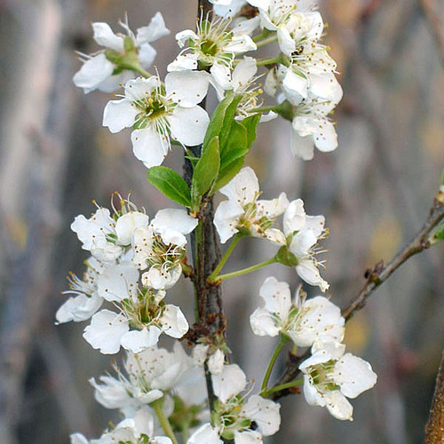 PLUM Prunus salicina (Santa Rosa)