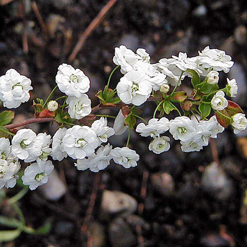 BRIDALWREATH SPIREA Spiraea prunifolia