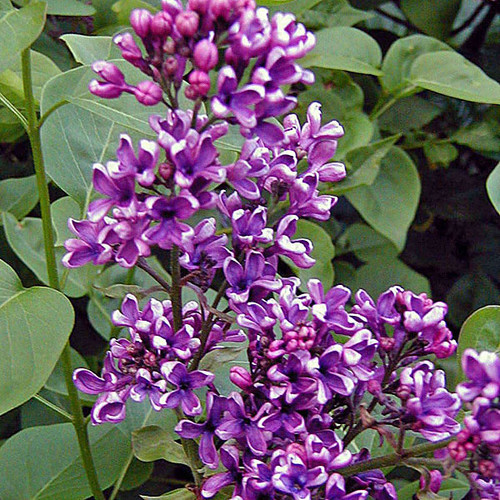 LILAC Syringa vulgaris (Albert F. Holden)