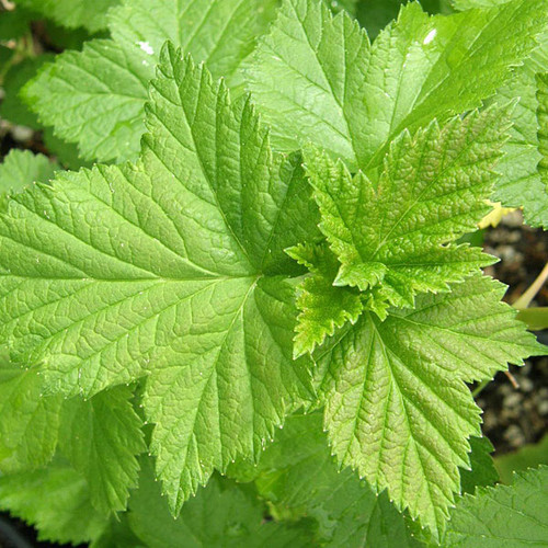 BLACK GARDEN CURRANT Ribes nigrum (Titania)