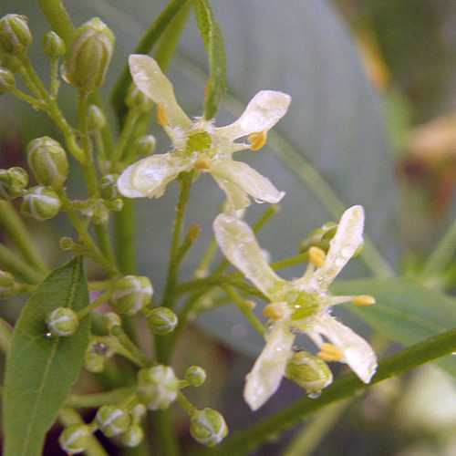HOP TREE Ptelea trifoliata