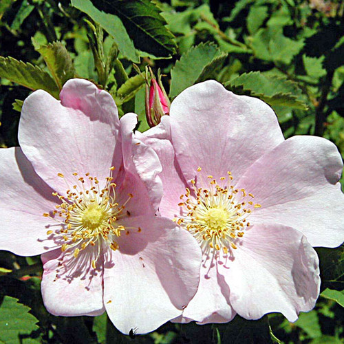 NOOTKA ROSE Rosa nutkana