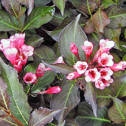 WINE & ROSES WEIGELA Weigela  (Wine and Roses)