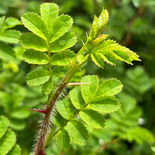 WINGED ROSE Rosa sericea (omeiensis pteracantha)