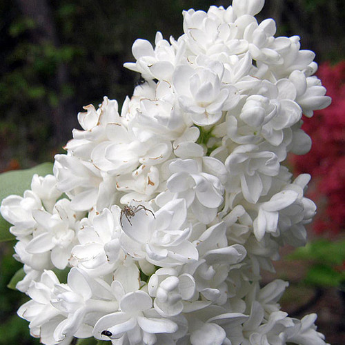 WHITE FLOWERED FRENCH LILSyringa vulgaris (Madame Lemoine)