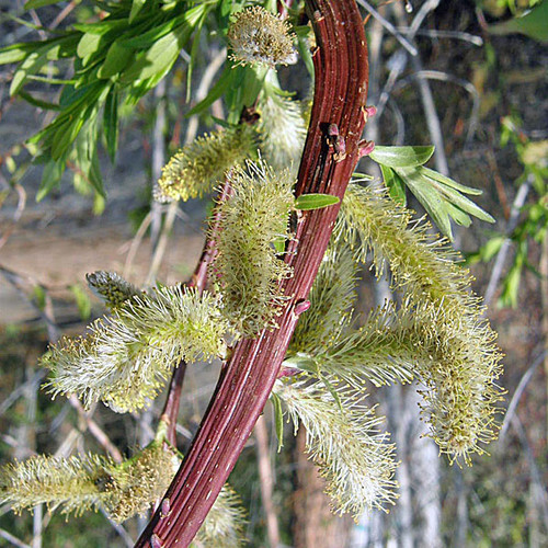 FANTAIL WILLOW Salix sachalinensis (Sekka)