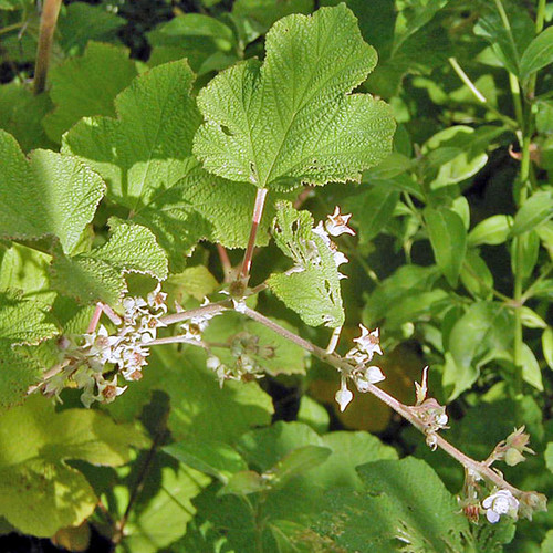 SZECHUAN BRAMBLE Rubus setchuenensis
