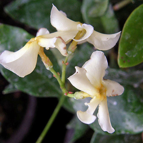 STAR JASMINE Trachelospermum jasminoides (Star of Toscane)