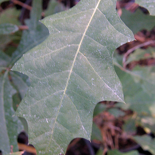SHUMARD OAK Quercus shumardii