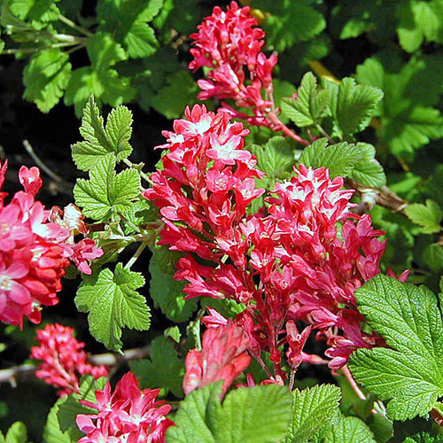 RED-FLOWERED CURRANT Ribes sanguineum (King Edward VII)