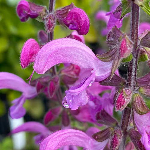 GARDEN SAGE