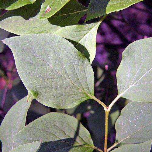 MISS KIM LILAC Syringa pubescens micro. (Miss Kim)