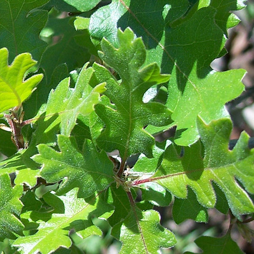 VALLEY OAK Quercus lobata