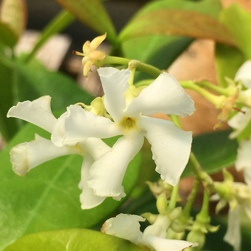 STAR JASMINE Trachelospermum jasminoides