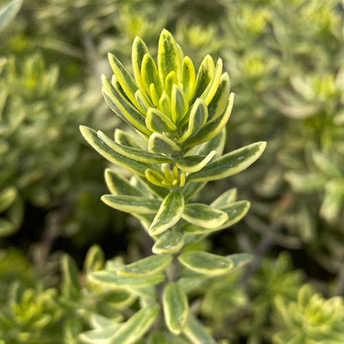 COAST ROSEMARY Westringia fruticosa (Morning Light)
