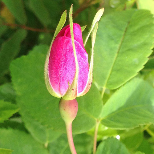 ARCTIC ROSE Rosa acicularis