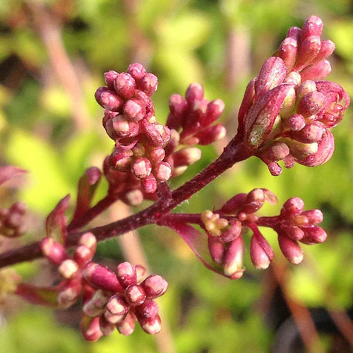 PINK YUNNAN LILAC Syringa yunnanensis (Rosea)