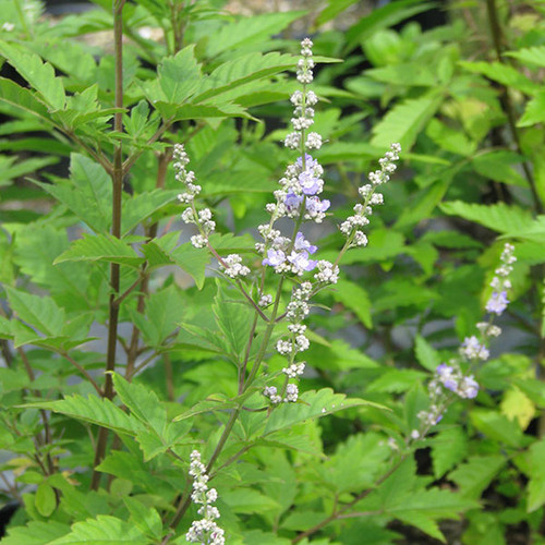 CUT-LEAF CHASTETREE Vitex negundo (Heterophylla)