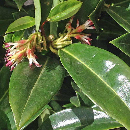 SWEETBOX Sarcococca  (Fragrant Mountain)