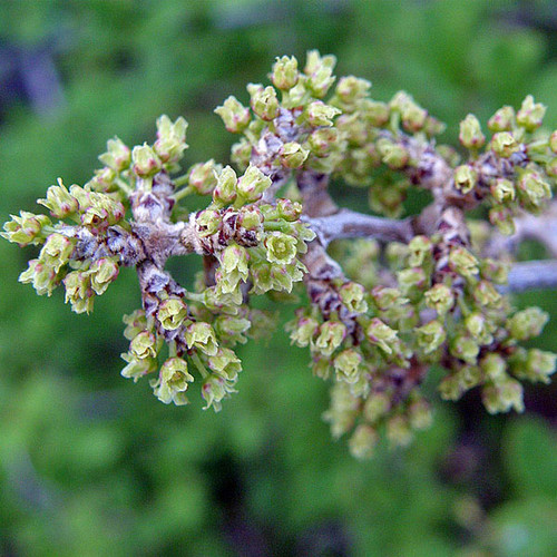 FRAGRANT SUMAC Rhus aromatica