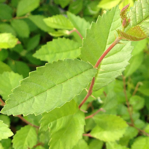 CHINESE ELM Ulmus parvifolia