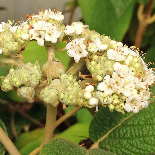 WILLOWOOD VIBURNUM Viburnum rhytidophylloides