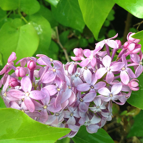 LILAC Syringa vulgaris (Prairie Petite)