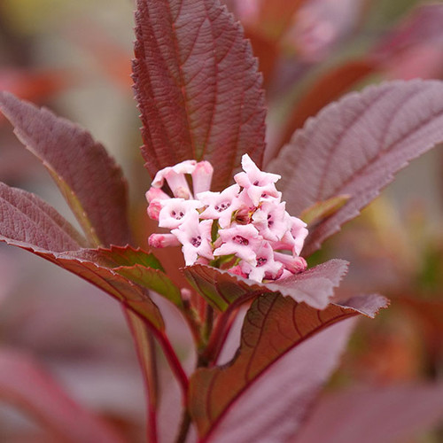 EVERGREEN VIBURNUM Viburnum  (Sweet Talker)