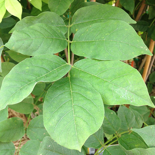 JAPANESE BLUE WISTERIA Wisteria floribunda (Burford)