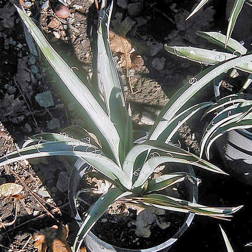 BEAKED YUCCA Yucca rostrata