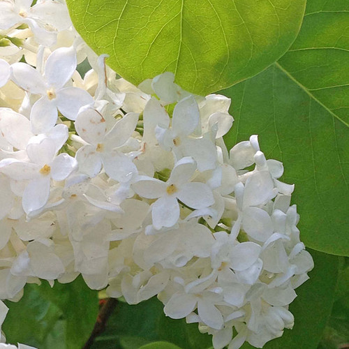YELLOW LILAC Syringa vulgaris (Primrose)