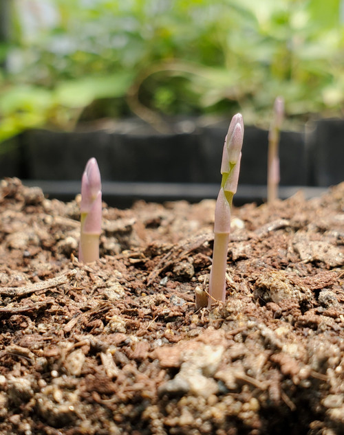 Garden Asparagus (Asparagus officinalis)