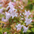 GOLDEN ABELIA Abelia grandiflora (Funshine)