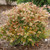 GOLDEN ABELIA Abelia grandiflora (Funshine)